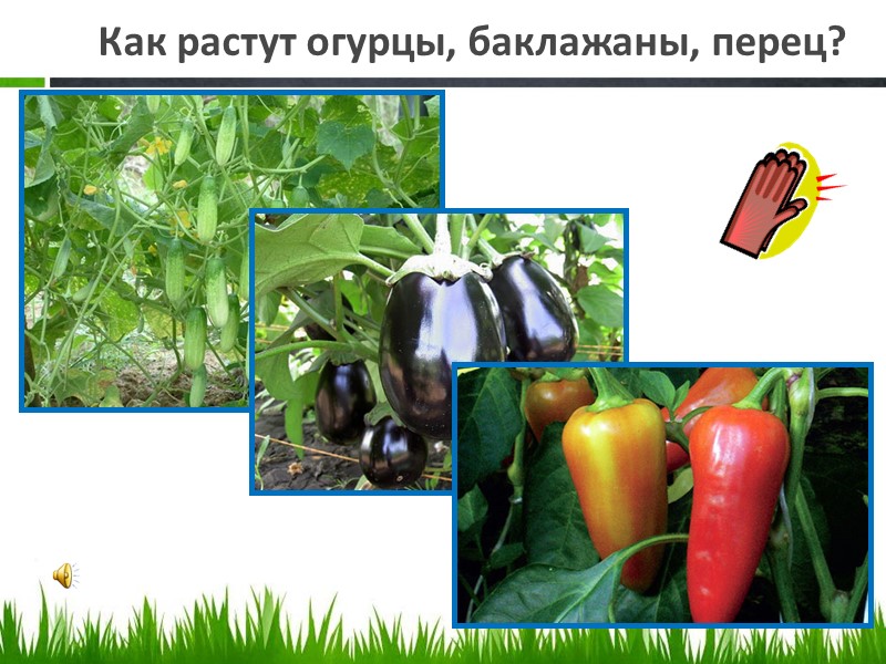 Как растут огурцы, баклажаны, перец?